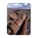 Search for paleontology magnets Ancient