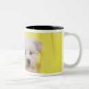 Search for maltese dog coffee mugs Cute