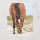 Search for mustang wild horses postcards Wildlife