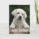 Search for yellow lab puppy cards birthday