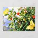 Search for tropical butterfly postcards Flowers