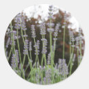 Search for lavender herb stickers Flowers