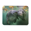 Search for sea cow magnets Ocean