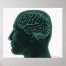Search for parts of the brain posters Horizontal