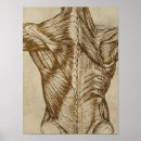 Search for vintage anatomy posters Anatomical