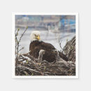 Search for eaglets Bald eagle