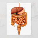 Search for digestion postcards Digestive system