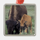 Search for bison christmas tree decorations Wyoming