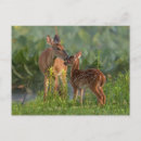 Search for deer baby postcards Animal