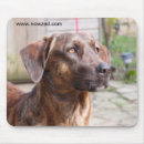 Search for rescue dog mousepads Dogs