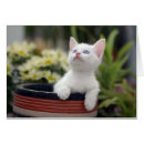 Search for playing photography Cat
