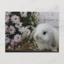 Search for blumen postcards Ostern