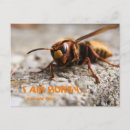 Search for insect postcards Animals