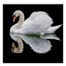 Search for black swan bird posters Reflection