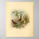 Search for black and white antique bird posters Vintage
