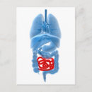 Search for physiology postcards Organ