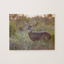 Search for odocoileus Odocoileus virginianus