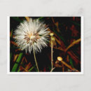Search for grass seeds postcards Flower