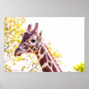 Search for giraffe posters Outdoors