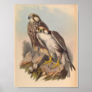 Search for falcone art Vintage