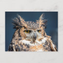 Search for horned postcards Owl
