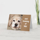 Search for cocker spaniel photography Veterinarian