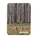 Search for kangaroo rectangular magnets Outback