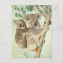 Search for koala baby postcards Tree
