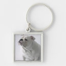 Search for white bulldog key rings Domestic animals