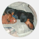 Search for snooze stickers Animal