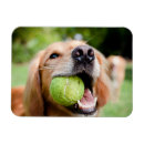 Search for fetch magnets Pet
