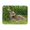 Search for odocoileus Usa