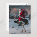 Search for funny ostrich postcards Wildlife