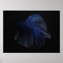 Search for betta posters Animal