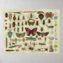 Search for insectes posters Insects