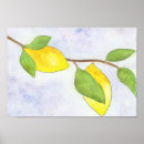 Search for lemon tree posters Watercolor