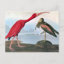 Search for audubon birds of america postcards Ibis
