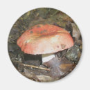 Search for medium magnets Landscape