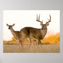 Search for antlers art Doe