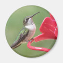Search for ruby throated Birding