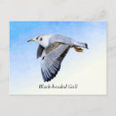 Search for seagull painting postcards Wildlife