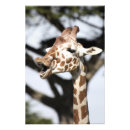 Search for funny giraffe posters Africa