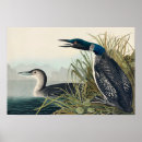 Search for audubon birds posters Birds of america
