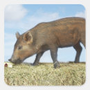 Search for baby piglet stickers Babies