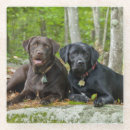 Search for lab coasters Pet