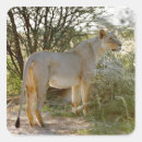 Search for lioness stickers Outdoors