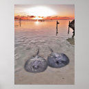 Search for stingray posters Beach