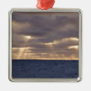 Search for georgia for christmas tree decorations Ocean