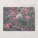 Search for azalea postcards Blossom