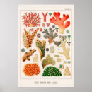 Search for great barrier reef posters Coral